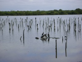 le Bassin d'Arcachon