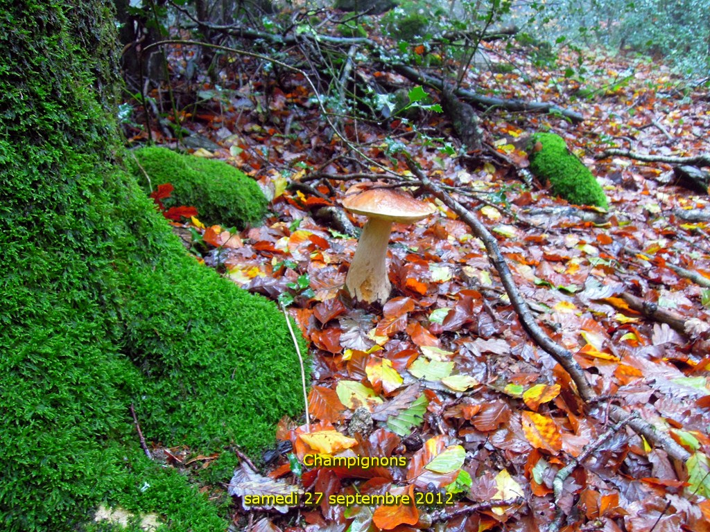 2012-10-27-champignons