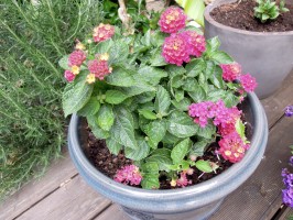 Lantana