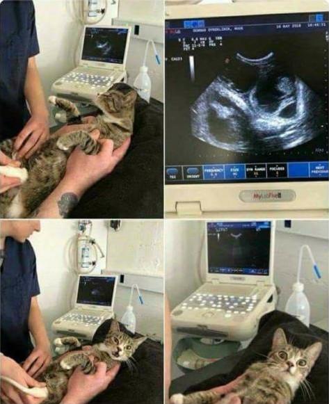 chatte enceinte