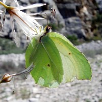 Le papillon