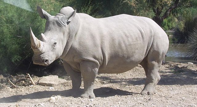 Rhinocéros blanc JHE
