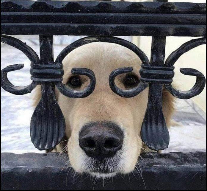 chien lunettes