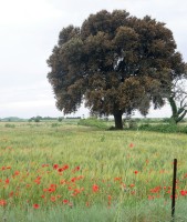 coquelicot