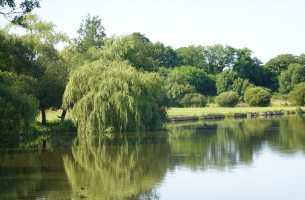 Lac de Gand-Lieu